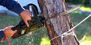 Best Tree Cabling and Bracing  in Galesburg, MI