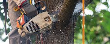 Best Tree Removal Service  in Galesburg, MI